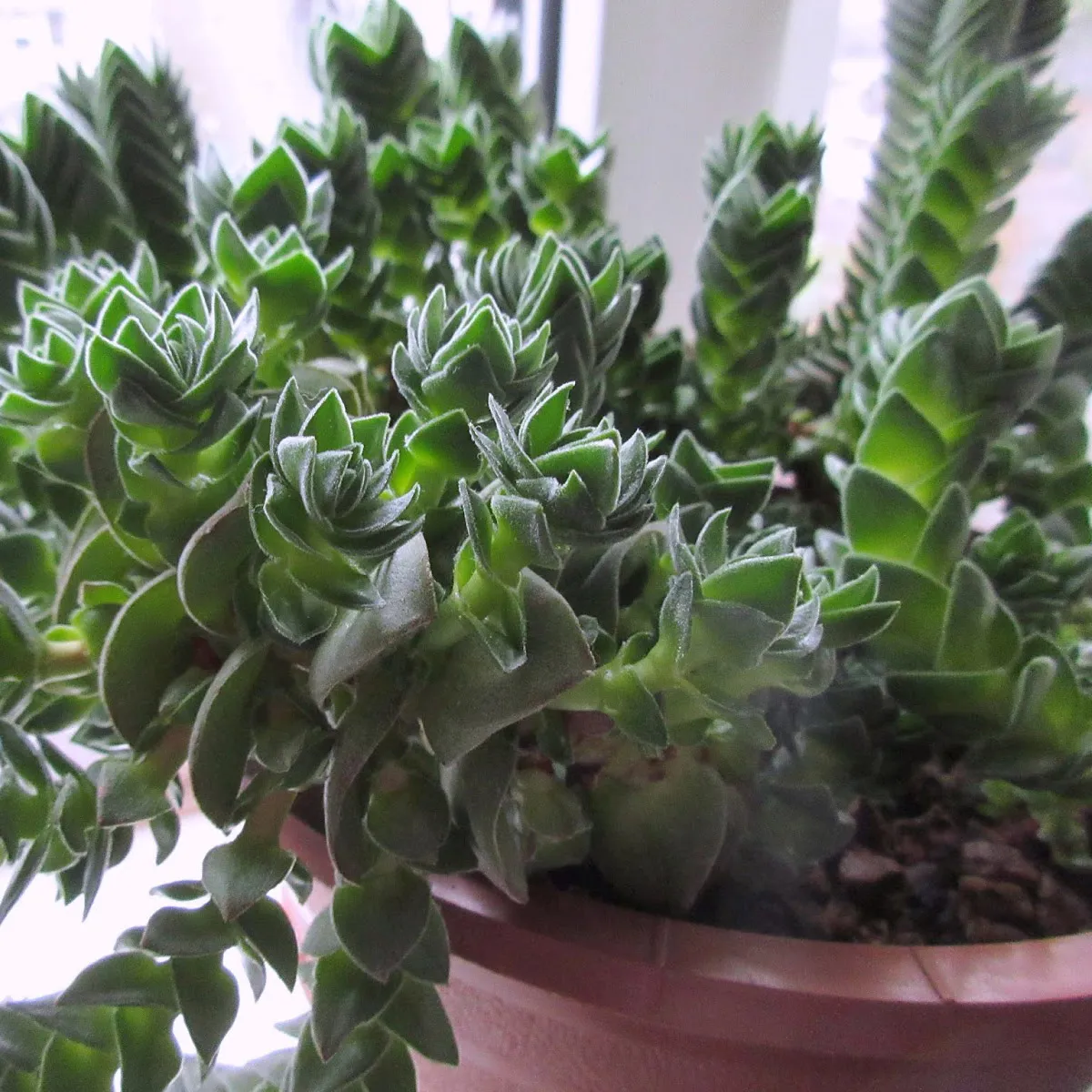 crassula “buddhas temple” - slika 3