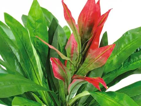 europalms guzmania with red flower, 48cm - slika 2