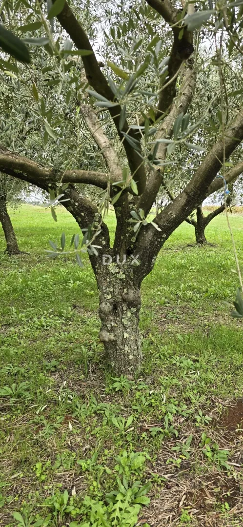 istra, pićan - građevinsko zemljište, maslinik, vinograd, oranica, potpuna osama i fantastičan pogled - slika 32