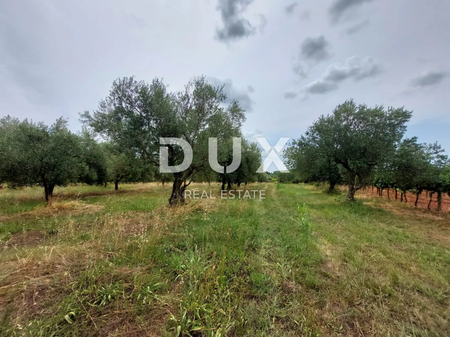 ISTRA, BRTONIGLA - Maslinik sa 72 masline