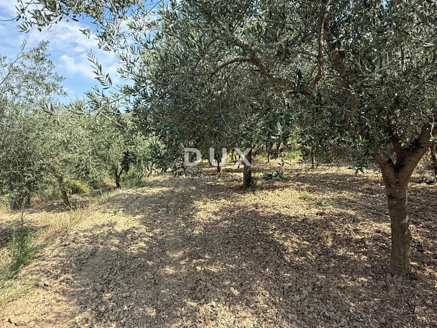 istra, grožnjan - građevinsko zemljište s predivnim pogledom i maslinama - slika 4