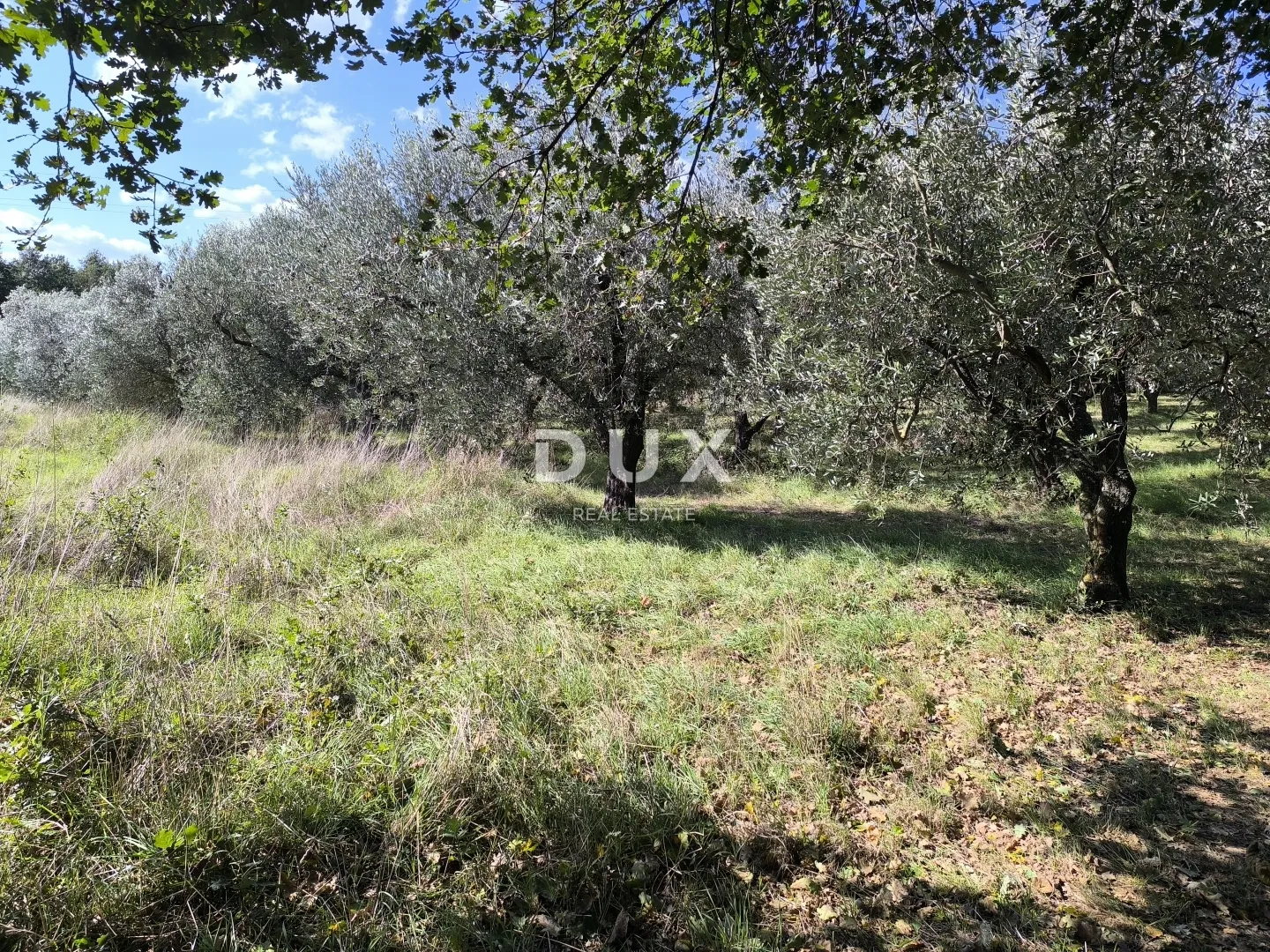 istra, pula - građevinsko zemljište + maslinik 5800 m2 - slika 5