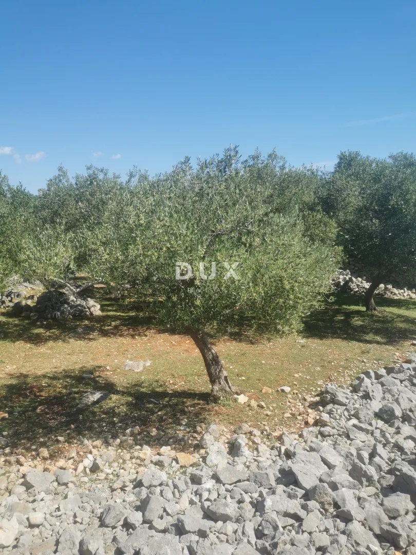 otok krk, grad krk - maslinik na atraktivnoj lokaciji - slika 10