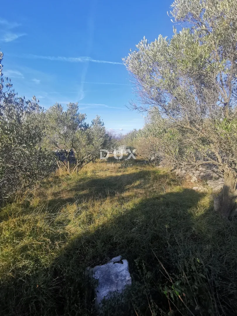otok krk, punat - poljoprivredno zemljište - slika 4