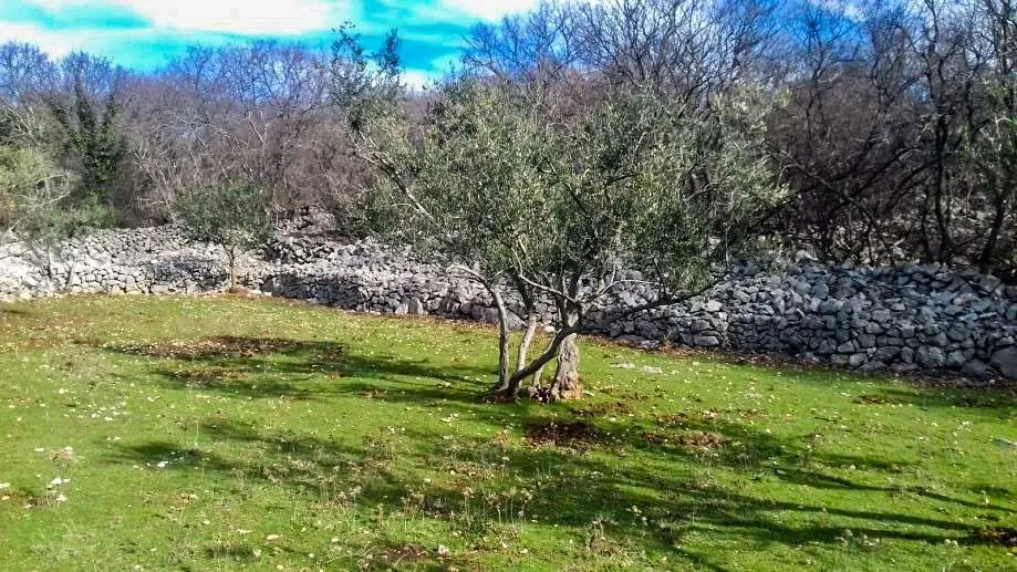 otok krk, kornić - maslinik iznad grada krka - slika 4