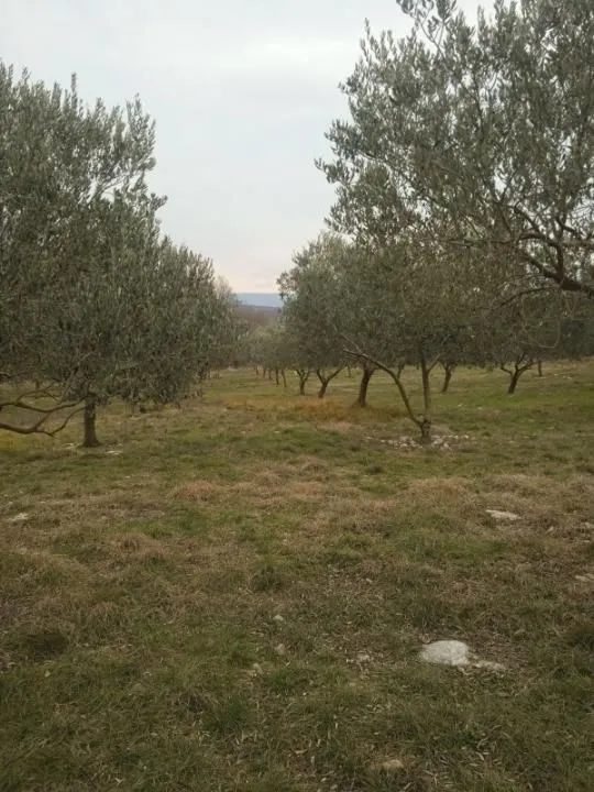 otok krk, vrh - maslinik - slika 5