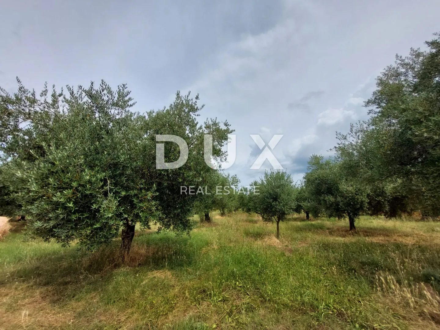 istra, brtonigla - maslinik sa 72 masline - slika 9