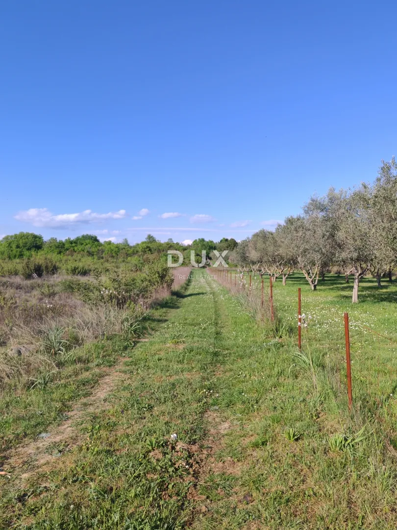 zadar, murvica - poljoprivredno zemljište na mirnoj lokaciji 961 m2 - slika 2