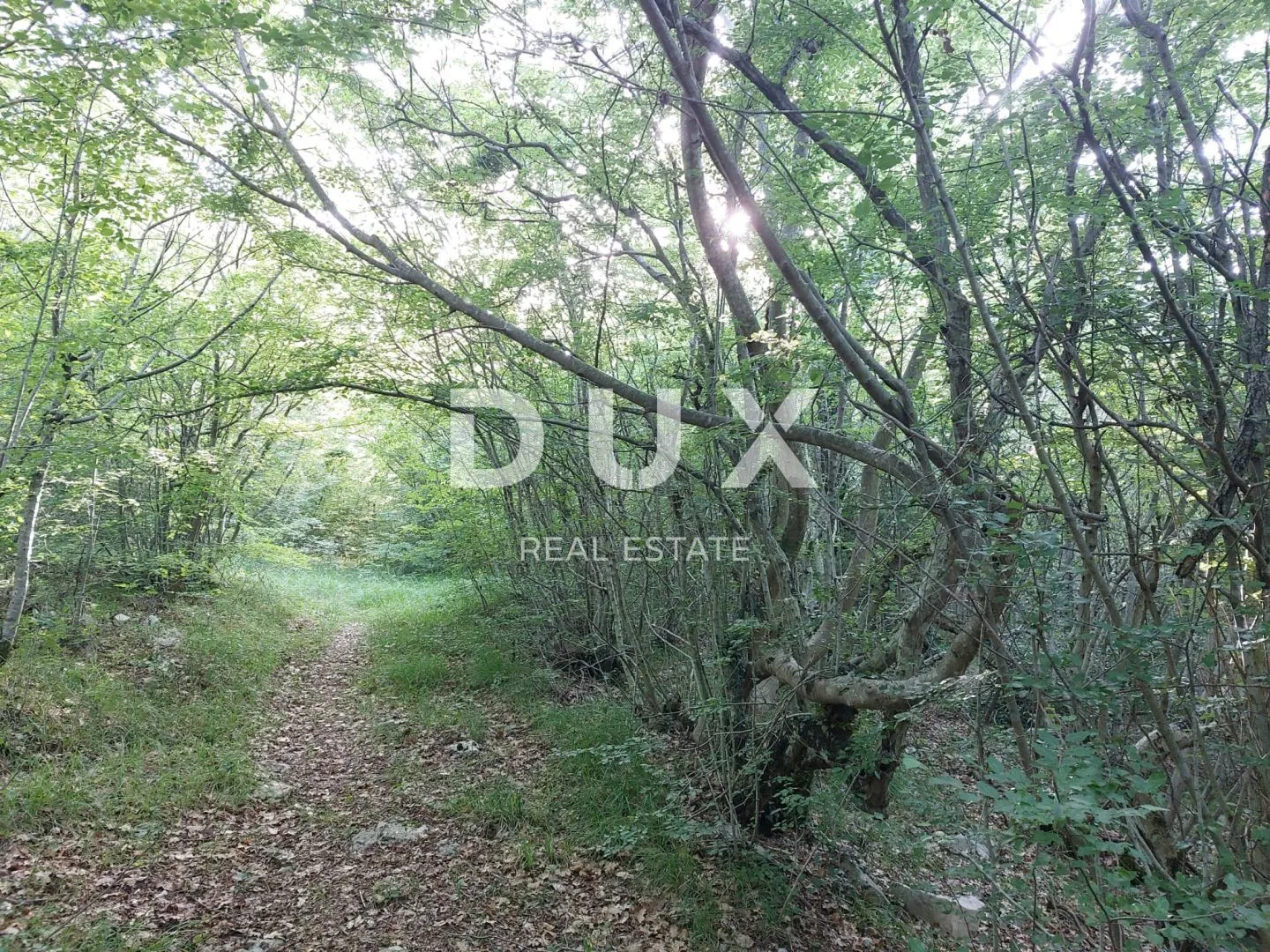 istra, labin - šuma - slika 3