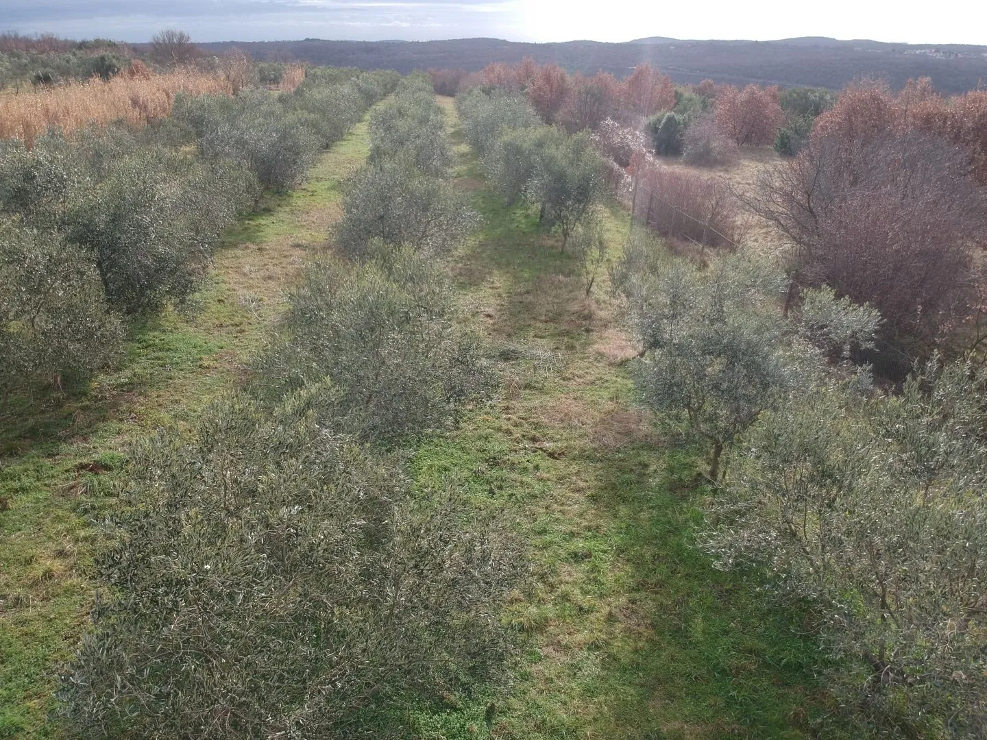 istra, limski kanal - maslinik sa 600 maslina - slika 2