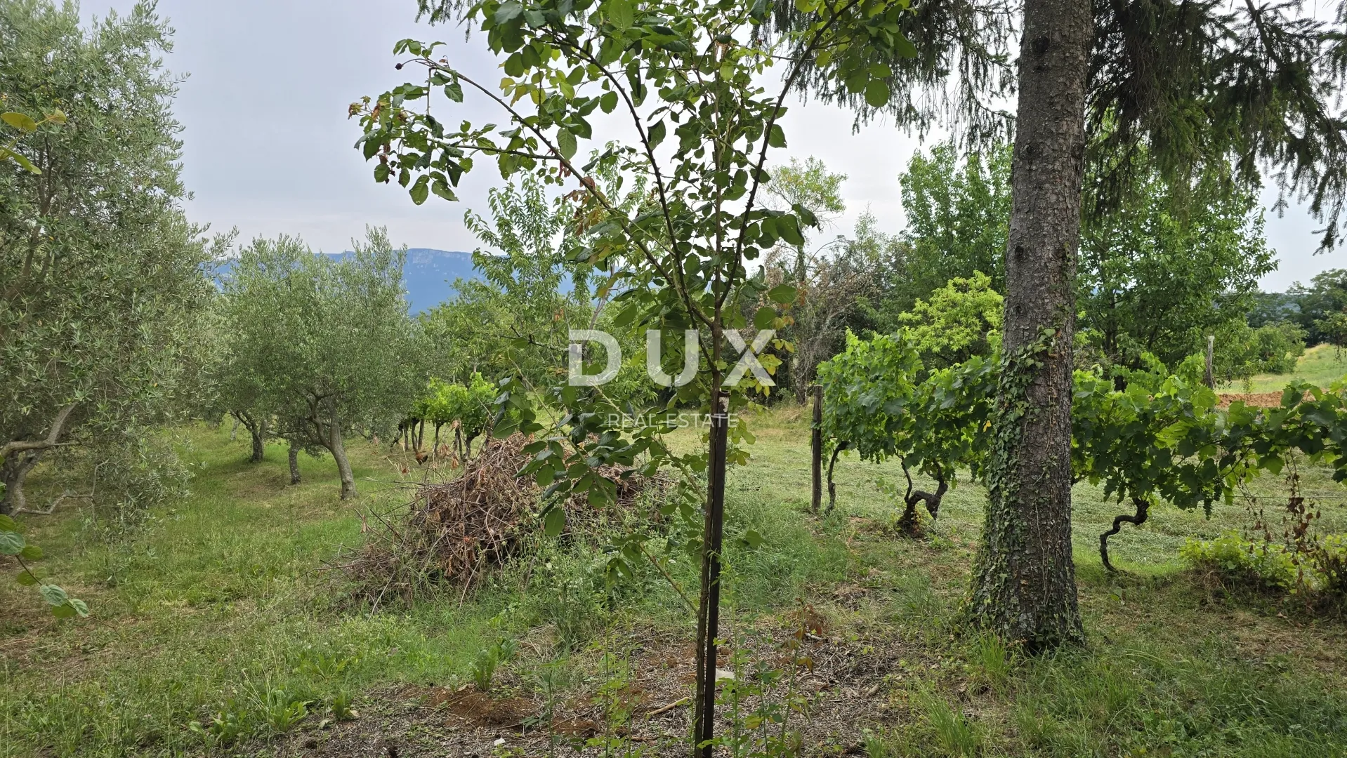 istra, labin – kućica u prirodi, potpuna osama s velikom okućnicom - slika 12