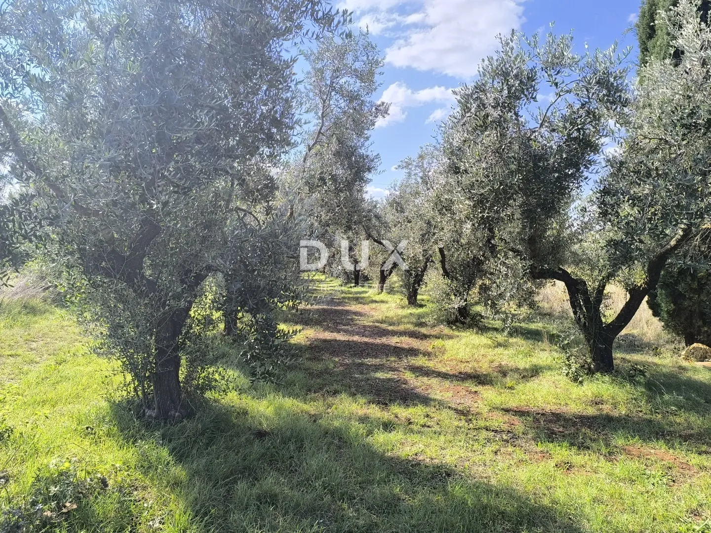 istra, pula - građevinsko zemljište + maslinik 5800 m2 - slika 2