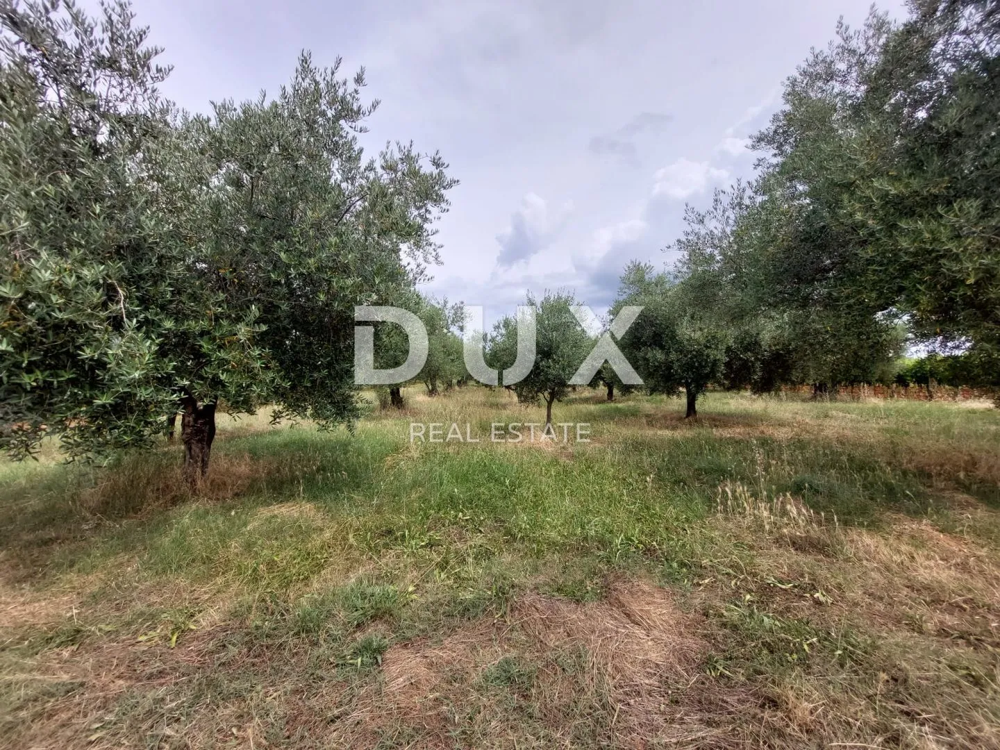 istra, brtonigla - maslinik sa 72 masline - slika 10