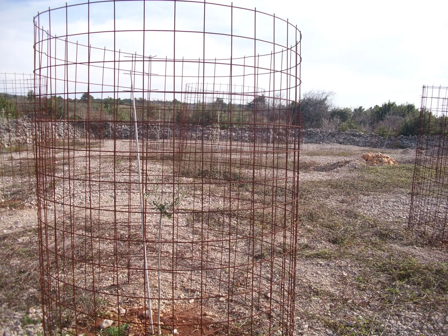 otok krk, punat - maslinik na 3620 m2 - slika 5