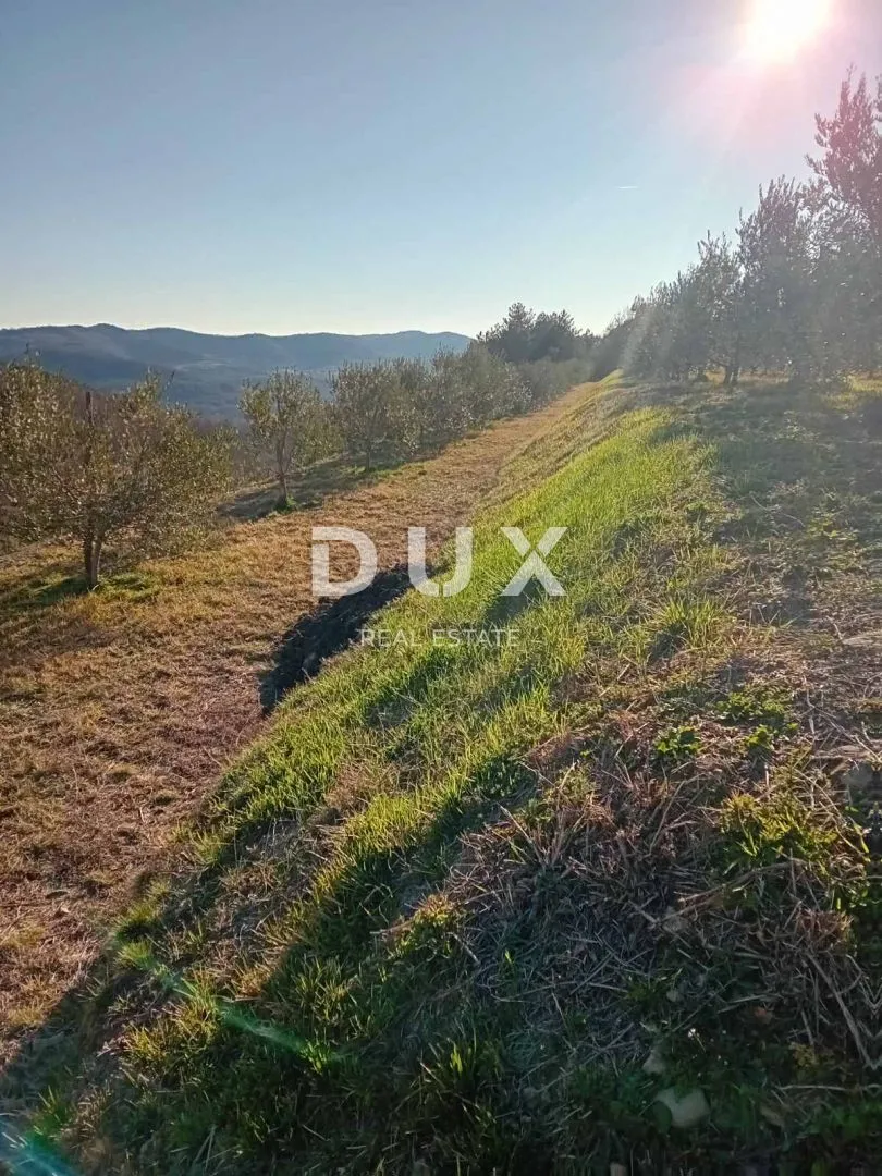 istra, cerovlje, grimalda – maslinik među brežuljcima, 280 stabala na 2,4 ha - slika 2
