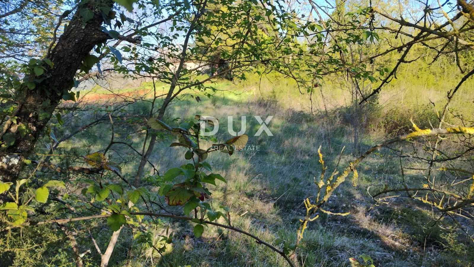 istra, rakotule - građevinsko zemljište - spuštena cijena!!! prilika!!! - slika 3
