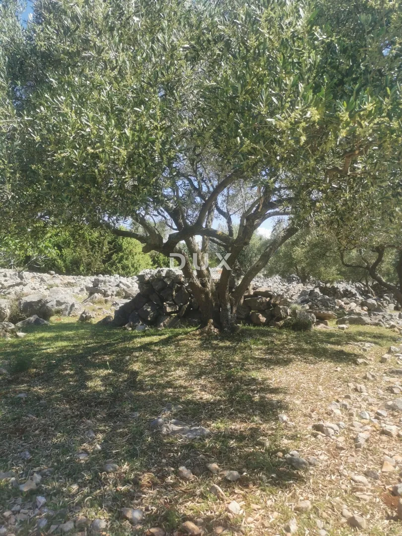 otok krk, grad krk - maslinik na atraktivnoj lokaciji - slika 12