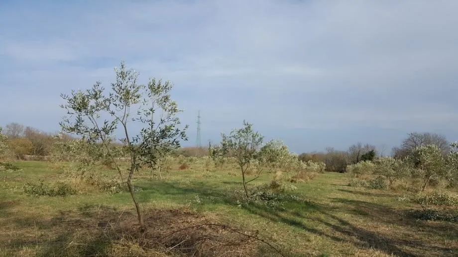 istra, vodnjan veliki maslinik s puno potencijala - slika 4