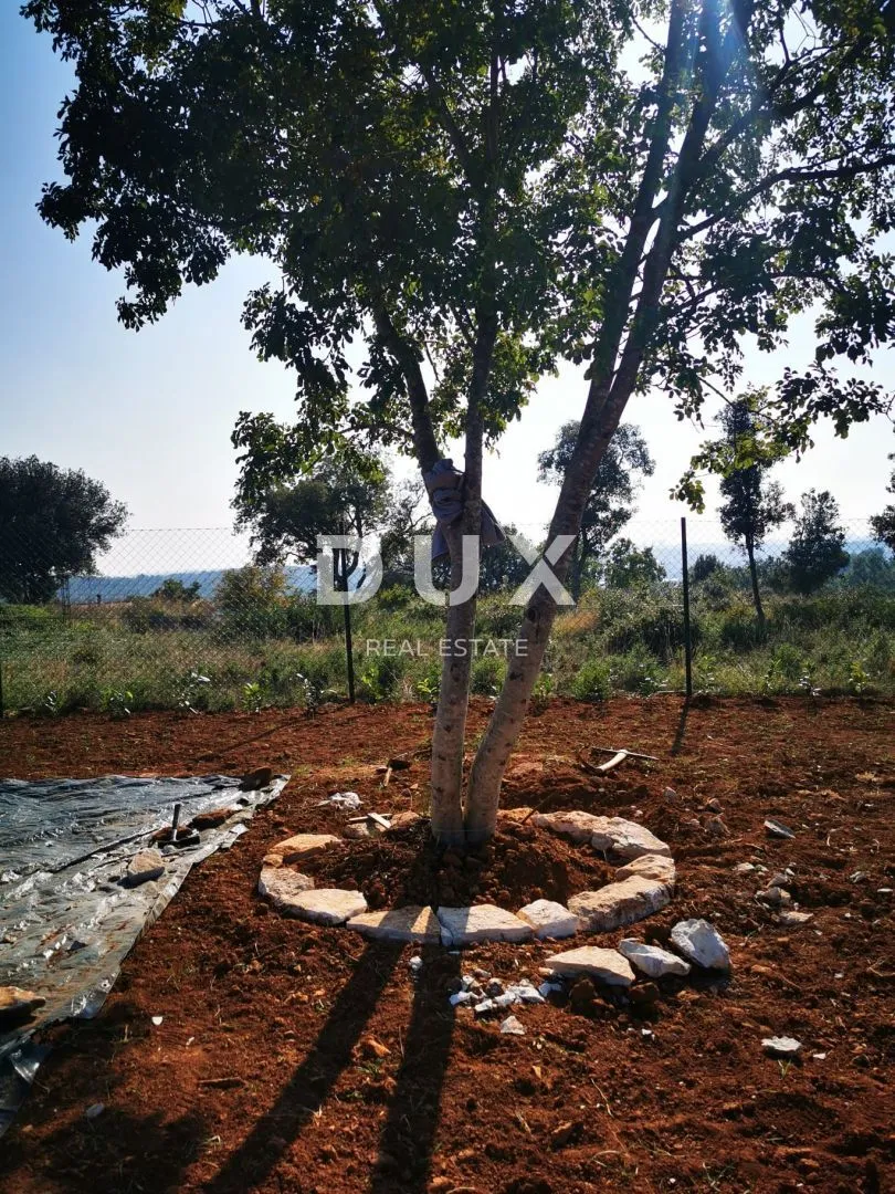 istra, pula - posebna poljoprivredna parcela s pogledom! - slika 2