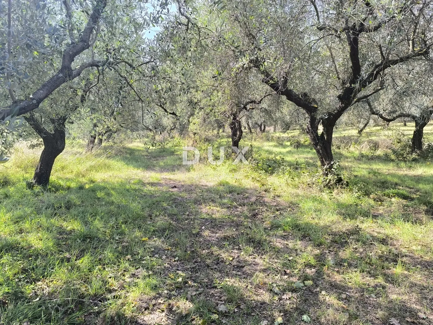 istra, pula - građevinsko zemljište + maslinik 5800 m2 - slika 7
