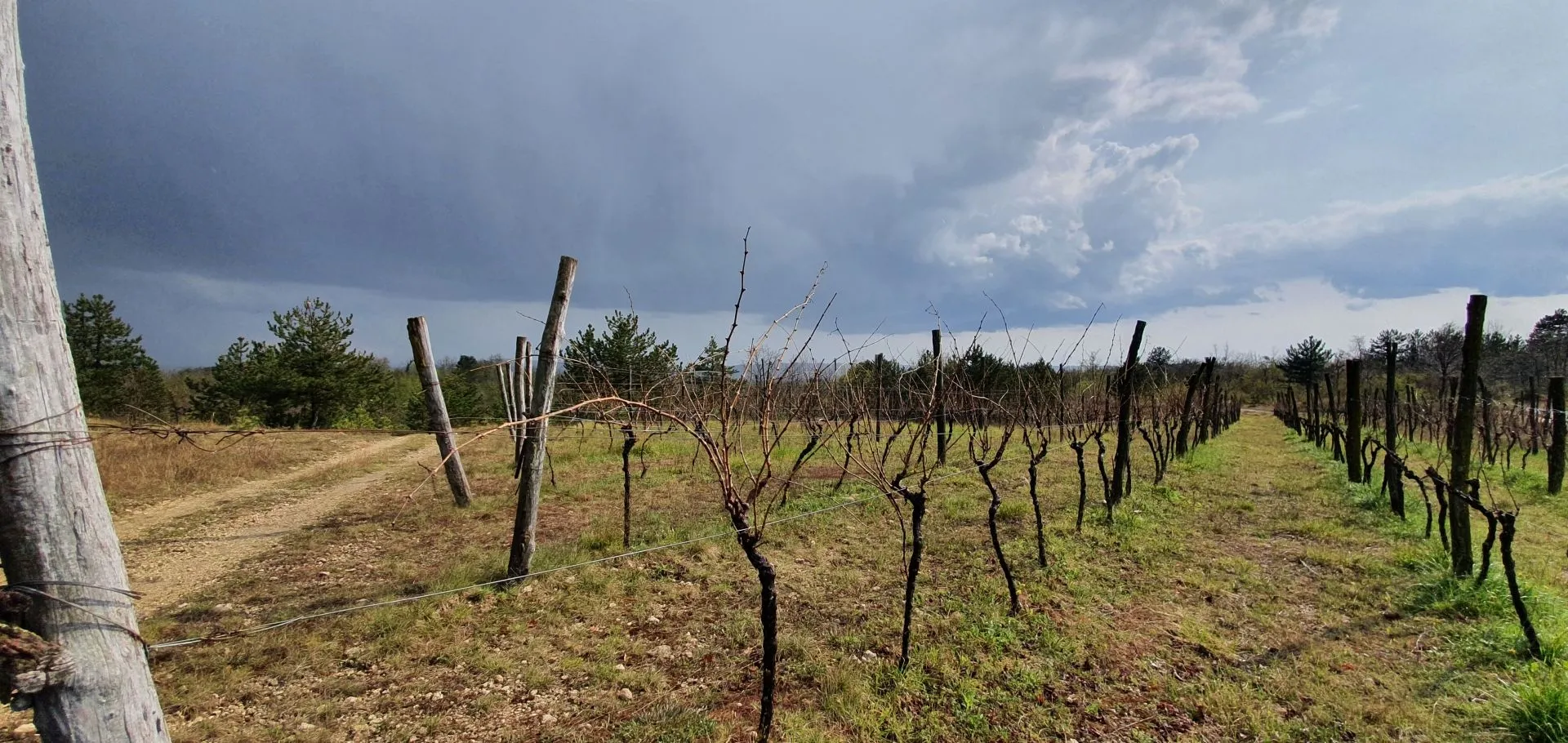 istra, gračišće - vinograd, maslinik, livada i šuma s prekrasnim pogledom - slika 15