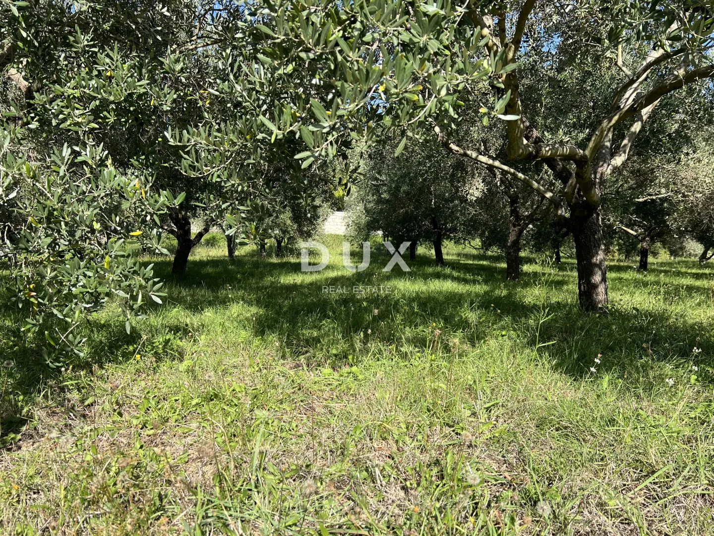 otok rab, kampor – građevinsko zemljište 500 m od mora - slika 3