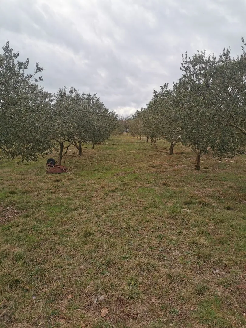 otok krk, vrh - maslinik - slika 10