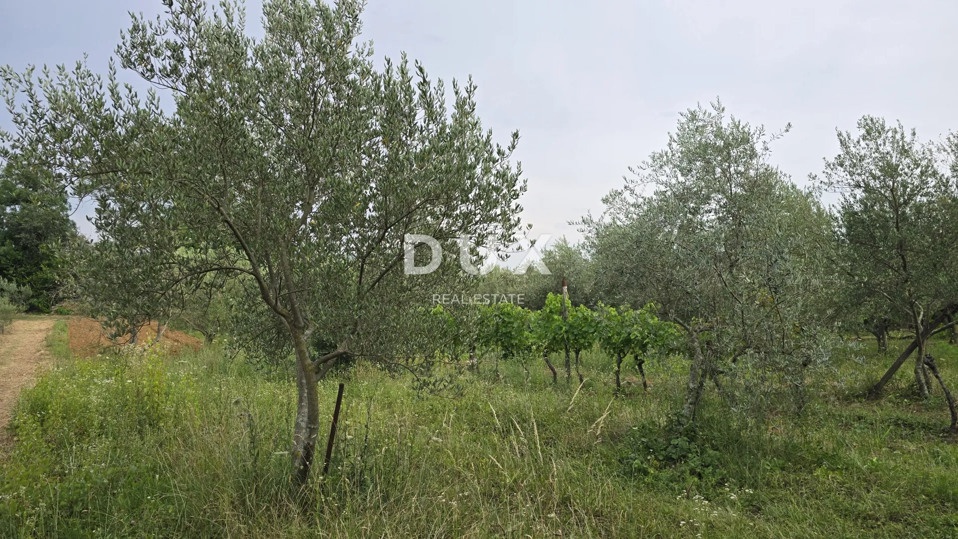 istra, labin – kućica u prirodi, potpuna osama s velikom okućnicom - slika 31