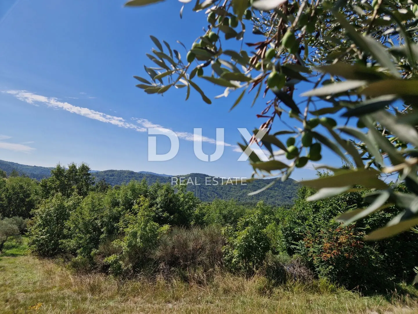 istra, sovinjak - poljoprivredno zemljište pogodno za maslinarstvo - slika 2