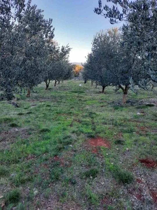 otok krk, vrh - maslinik - slika 3