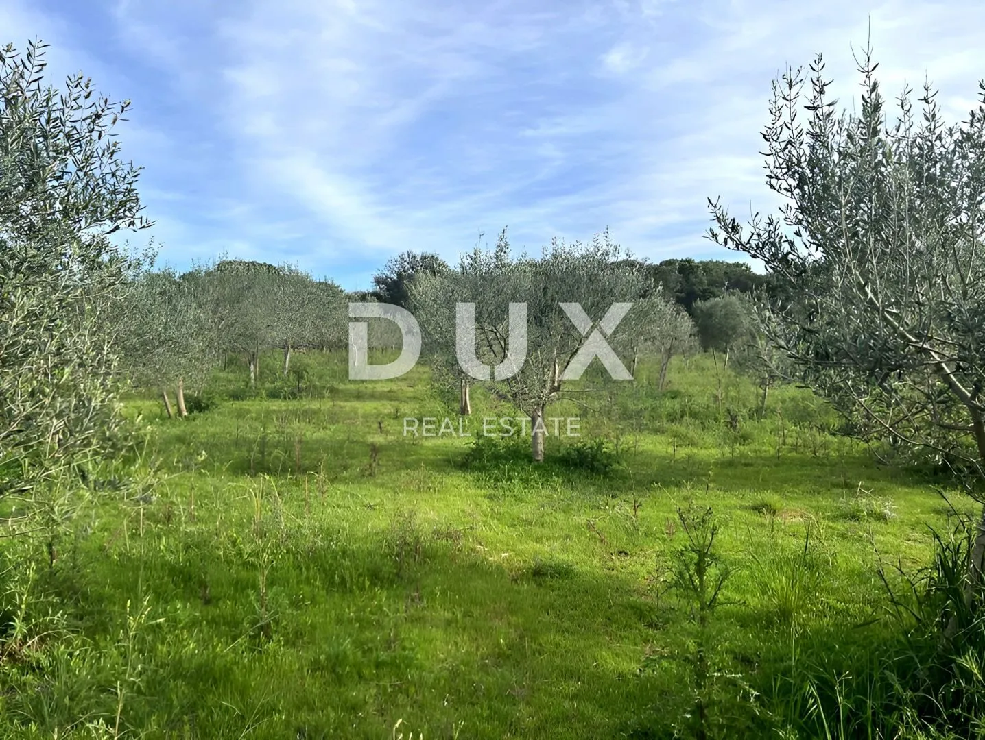 mali lošinj, punta križa, maslinik, 4260 m2 - slika 6