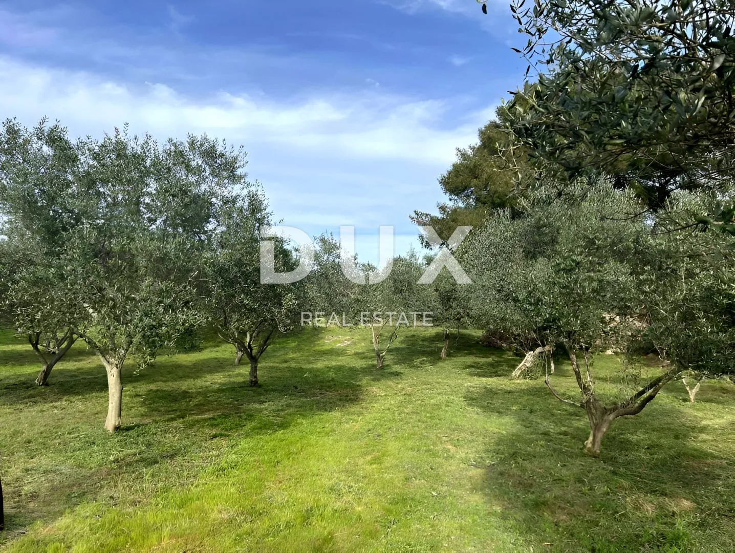 mali lošinj, punta križa, maslinik, 4260 m2 - slika 3