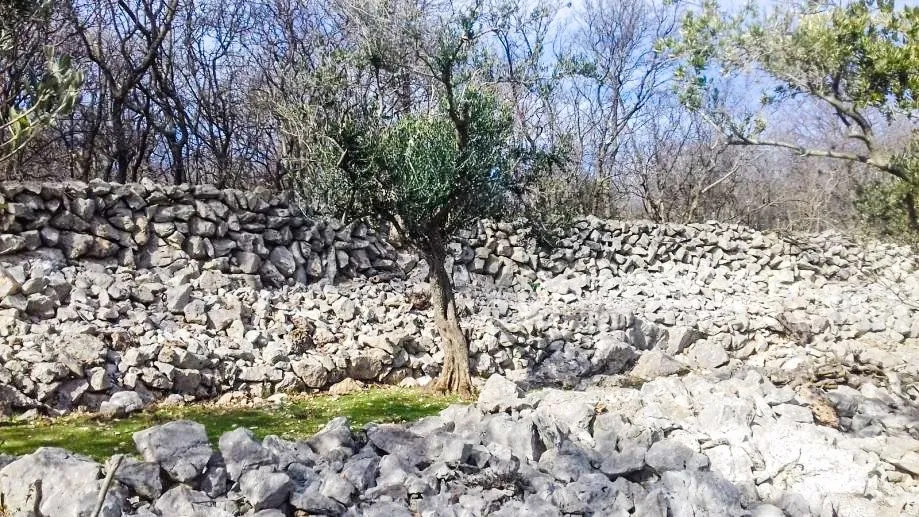 otok krk, kornić - maslinik iznad grada krka - slika 2