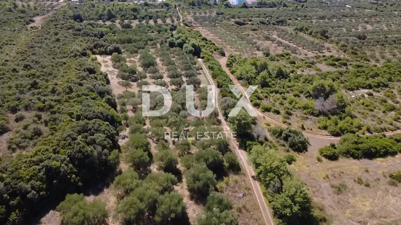 zadar, turanj - maslinik s 55 maslina - 3143m² - slika 5
