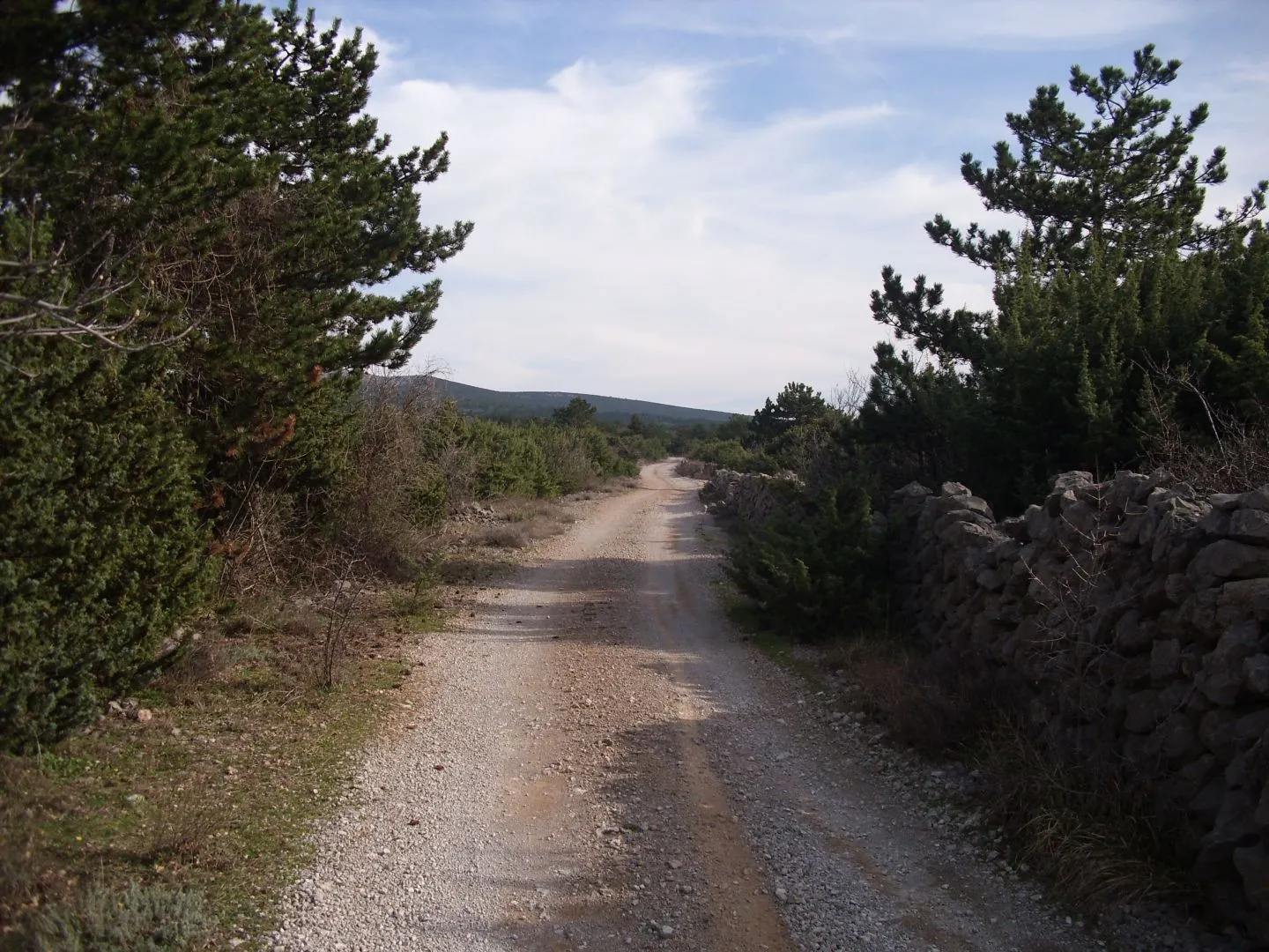 otok krk, punat - maslinik na 3620 m2 - slika 9