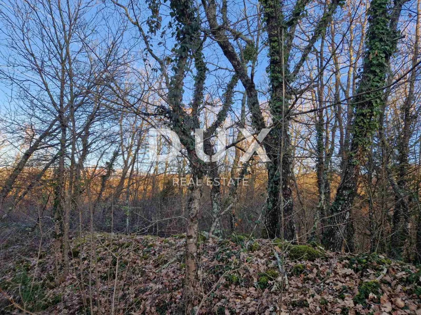 istra, labin - hrastova šuma za siječu, 11.629m2 prilika - slika 6