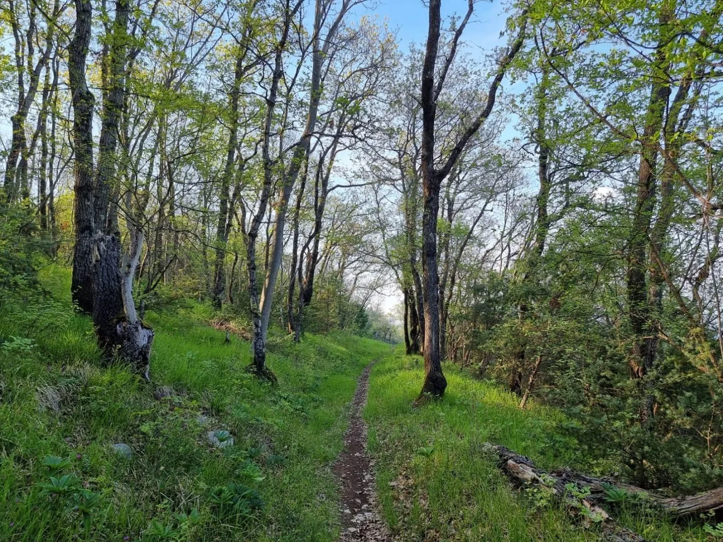 istra, rabac - prostrano imanje na očaravajućoj lokaciji - slika 31