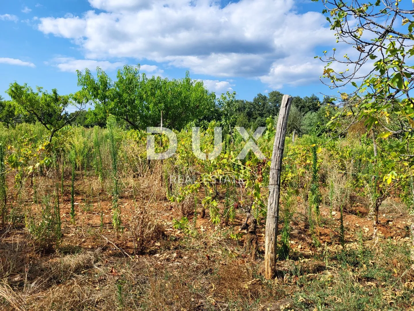 istra, barban - zemljište s projektom za 2 vile s bazenima - slika 12