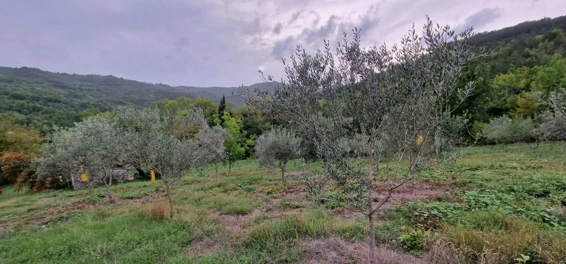 istra, gračišće - kameni objekti s prostranim zemljištem na osami - slika 22