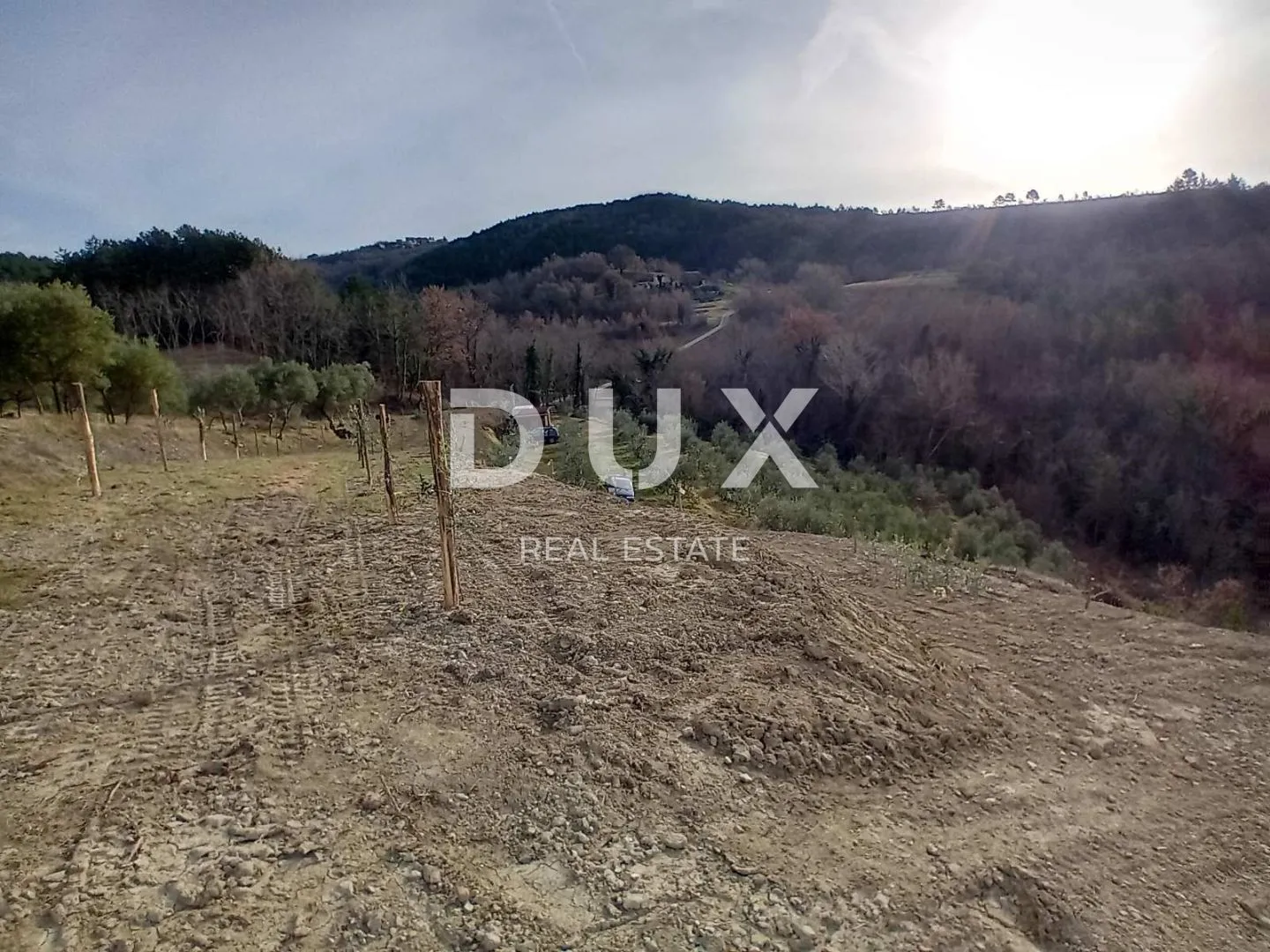 istra, cerovlje, grimalda – maslinik među brežuljcima, 280 stabala na 2,4 ha - slika 17