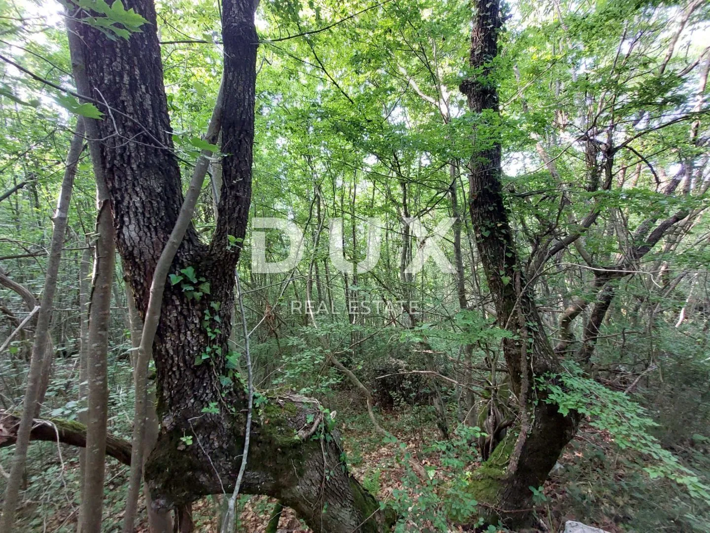 istra, labin - šuma - slika 2