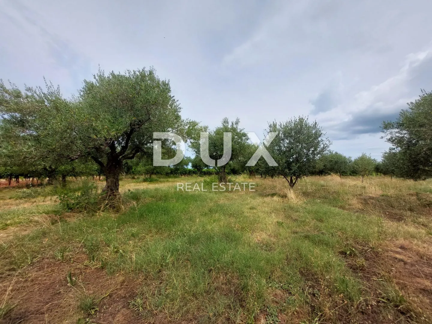 istra, brtonigla - maslinik sa 72 masline - slika 12