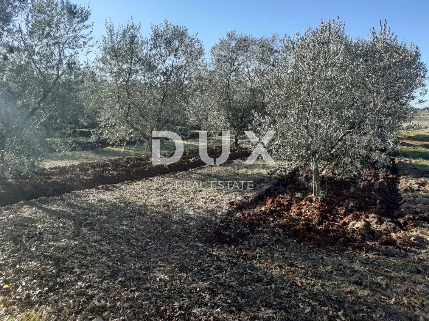 istra, novigrad - predivan maslinik s ucrtanim objektom - slika 2