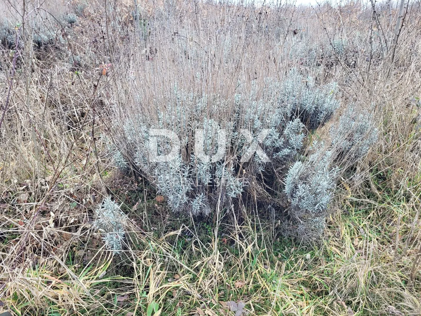istra, višnjan - prostrano poljoprivredno zemljište - slika 3