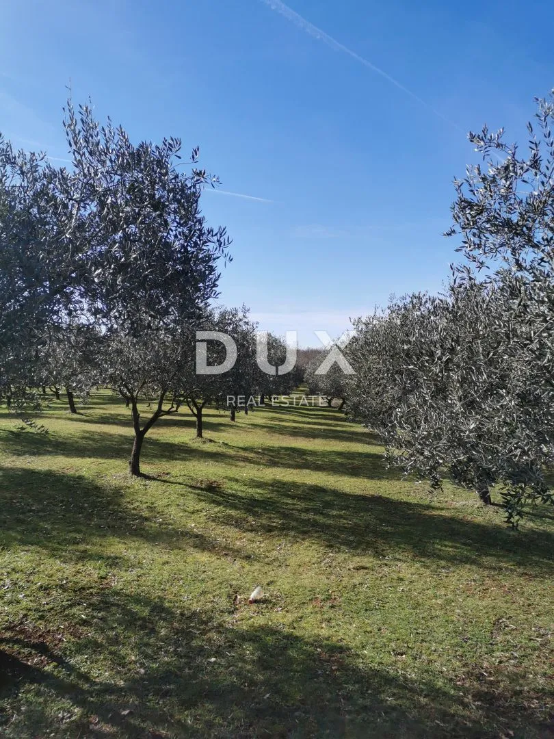 otok krk, šotovento - maslinik sa kućom - slika 11