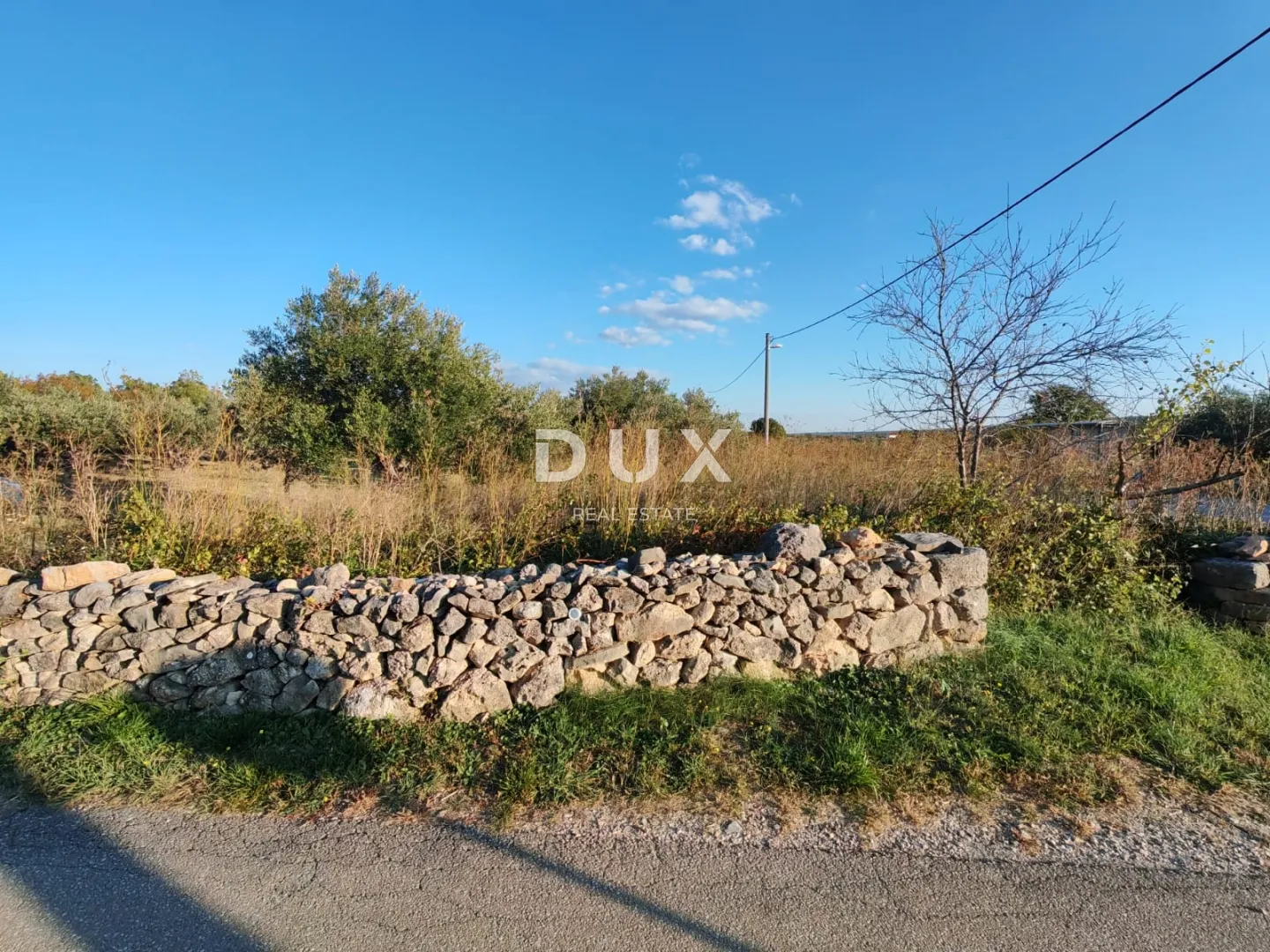 ZADAR, PRIDRAGA - PRILIKA! Maslinik na građevinskom terenu - Pridraga, Novigrad