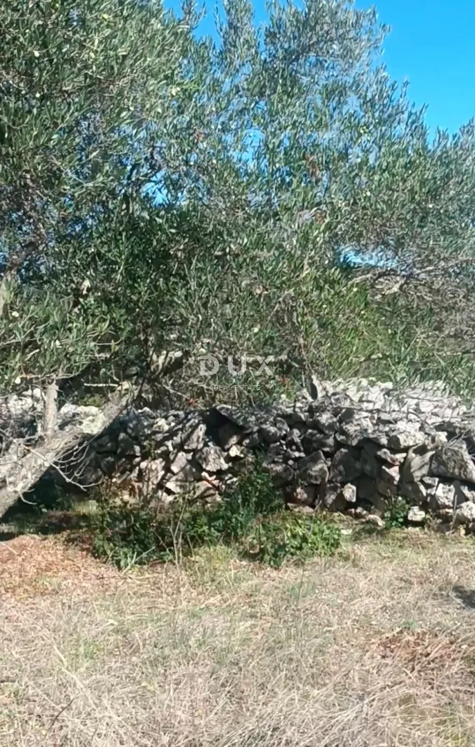 otok ugljan, kali - tradicionalan maslinik na otoku ugljanu - slika 4