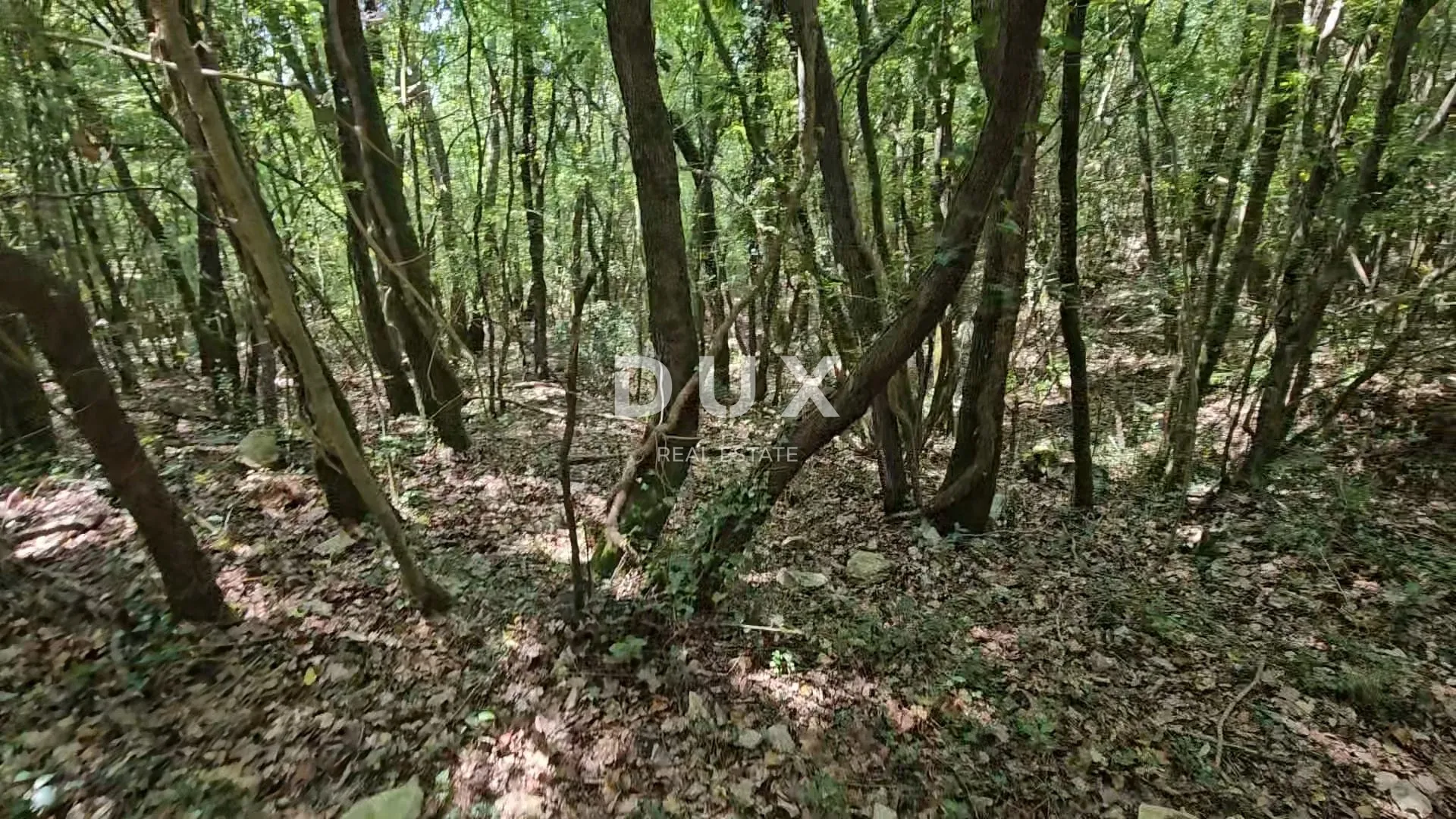ISTRA, PAVIĆINI - Prostrano zemljište, šuma za sječu, hrast - Pavićini, Marčana