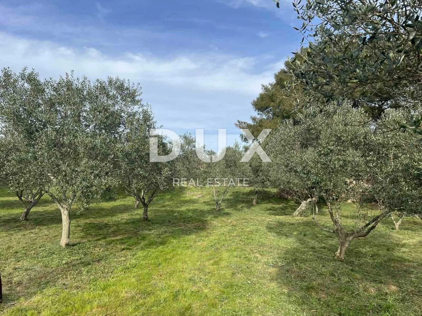mali lošinj - maslinik sa 210 maslina te vodom i strujom 200m od mora - slika 5