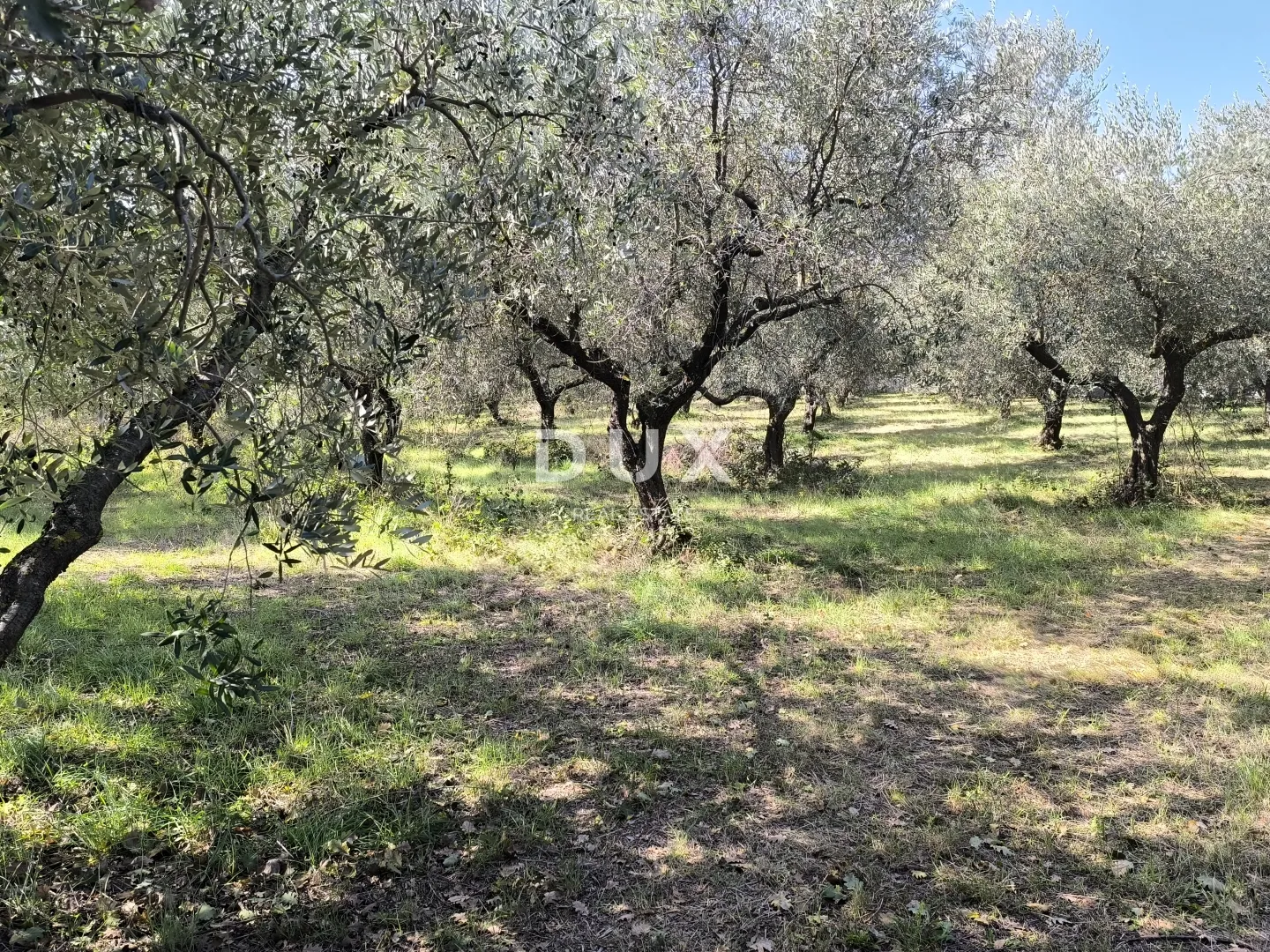 istra, pula - građevinsko zemljište + maslinik 5800 m2 - slika 6